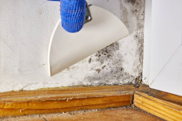 Best Mold Documentation for Insurance Claims  in Atlanta, GA